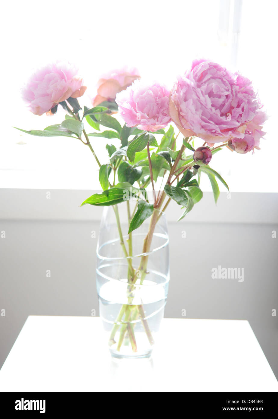 A glass vase of pink peonies. Stock Photo