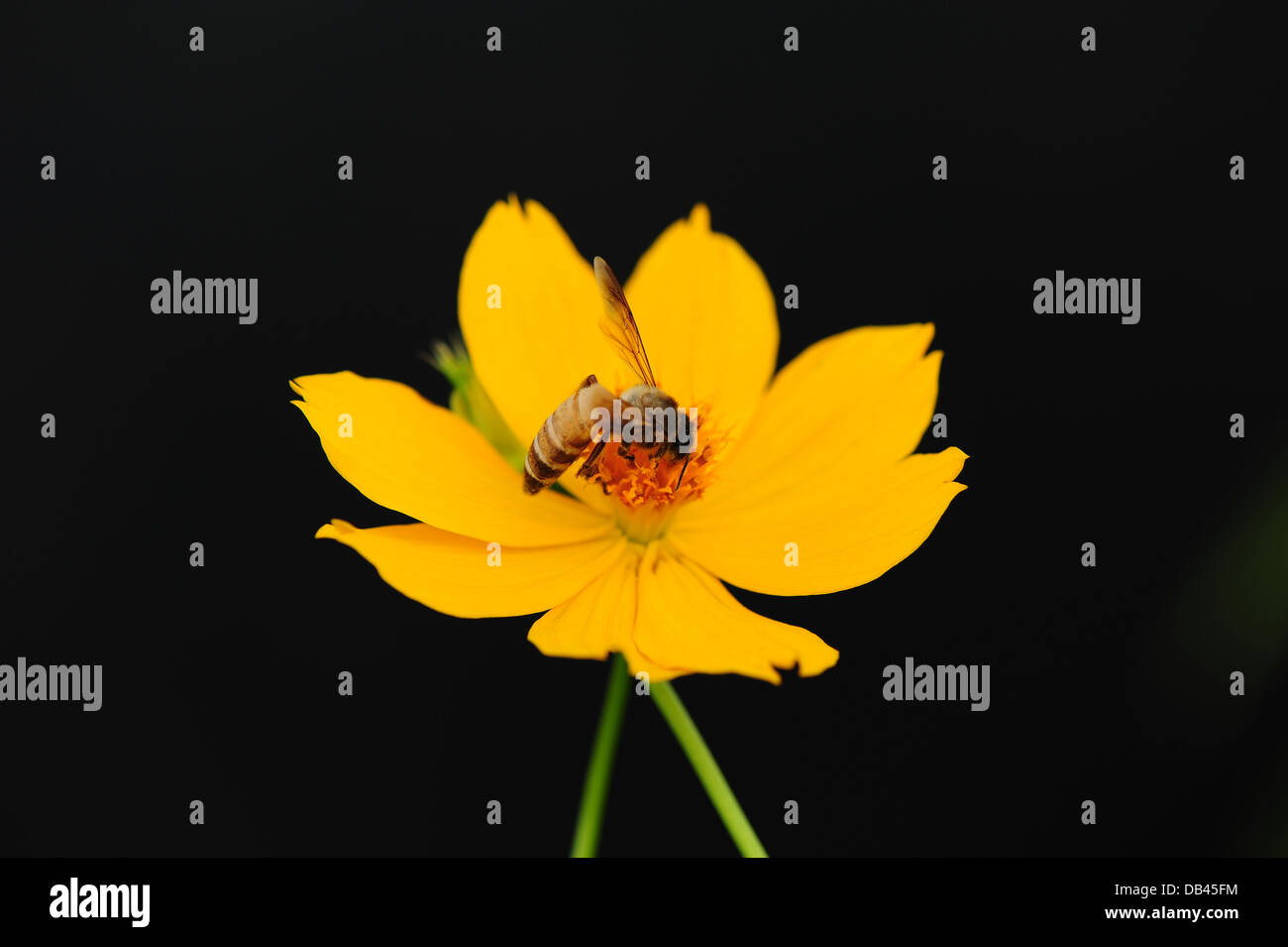 Bee and Cosmos Flower Stock Photo Alamy