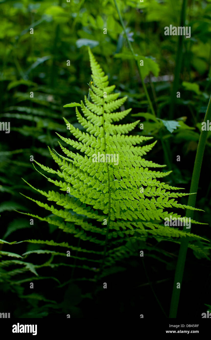 Emerald fern hi-res stock photography and images - Alamy