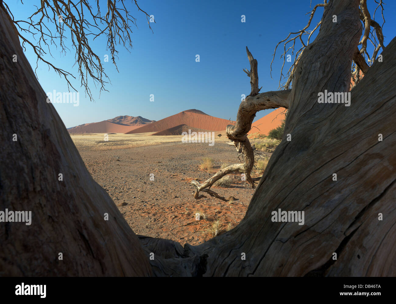 Dune 45 Namib Naukluft National Park Namib Desert Namibia Stock Photo ...