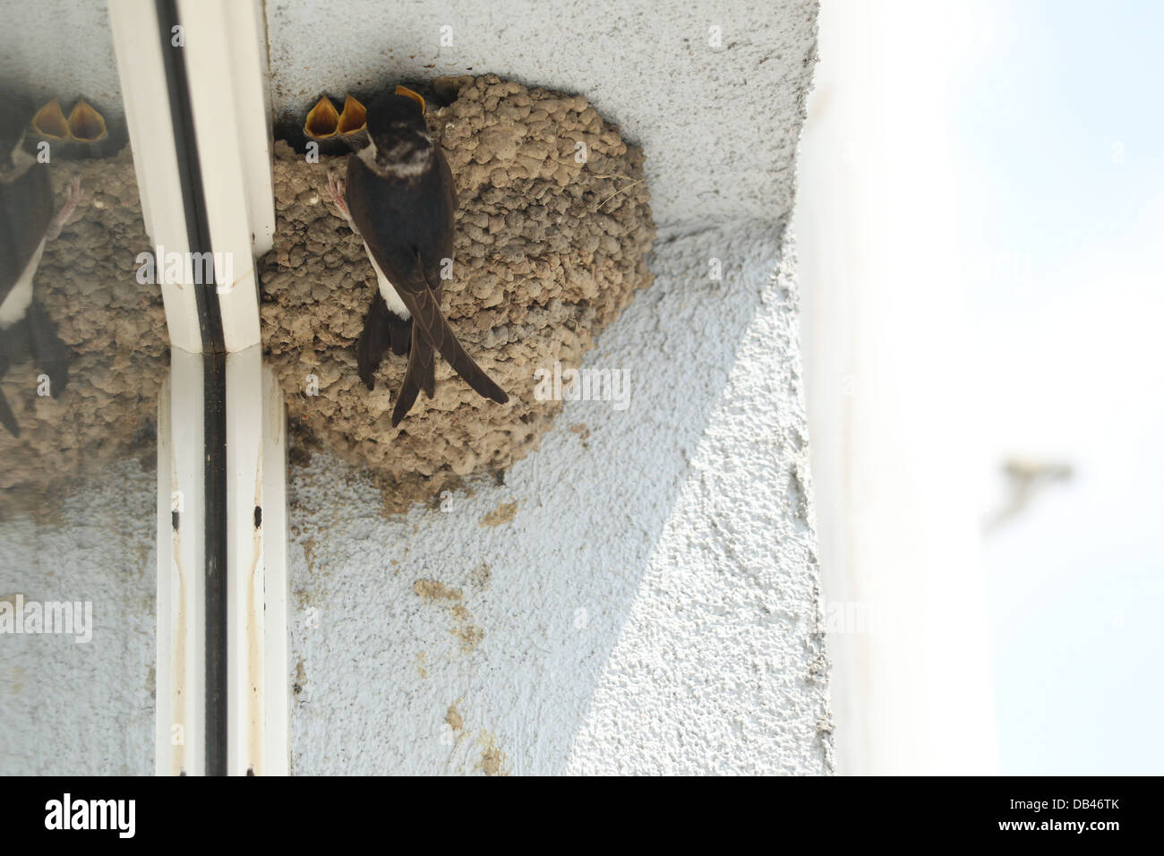 Image of nesting House Martins with chicks in Prague, Czech Republic in