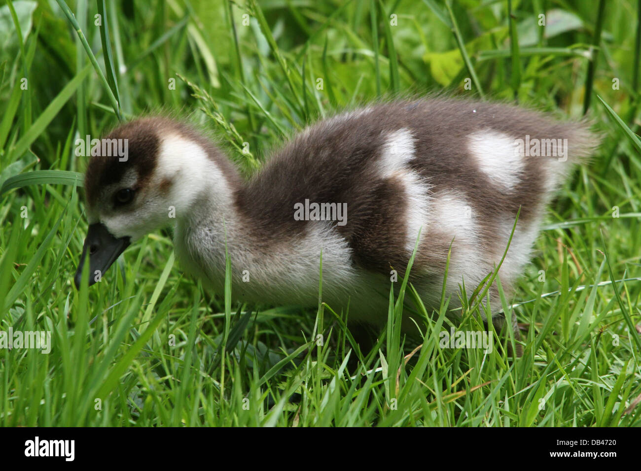Series of 17 detailed close-ups of young Egyptian Geese( Alopochen aegyptiaca) foraging, playing, dozing and huddling together Stock Photo
