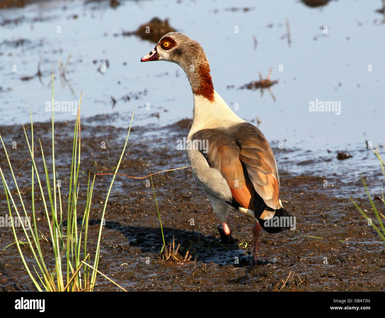 Egyptian Goose( Alopochen aegyptiaca) walking in wetlands with reflection Stock Photo