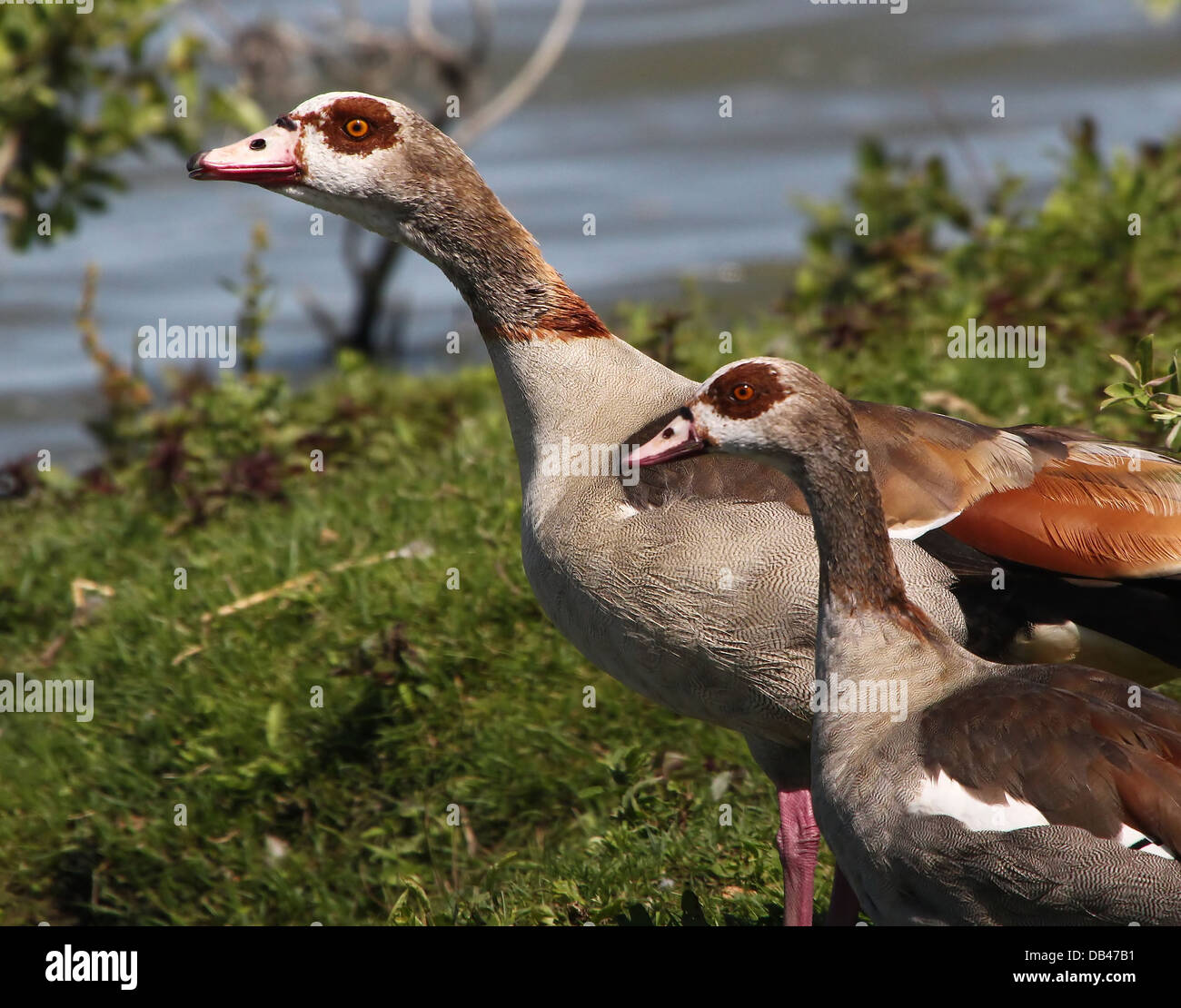 Couple of Egyptian Geese( Alopochen aegyptiaca) posing together and preening, and stretching Stock Photo