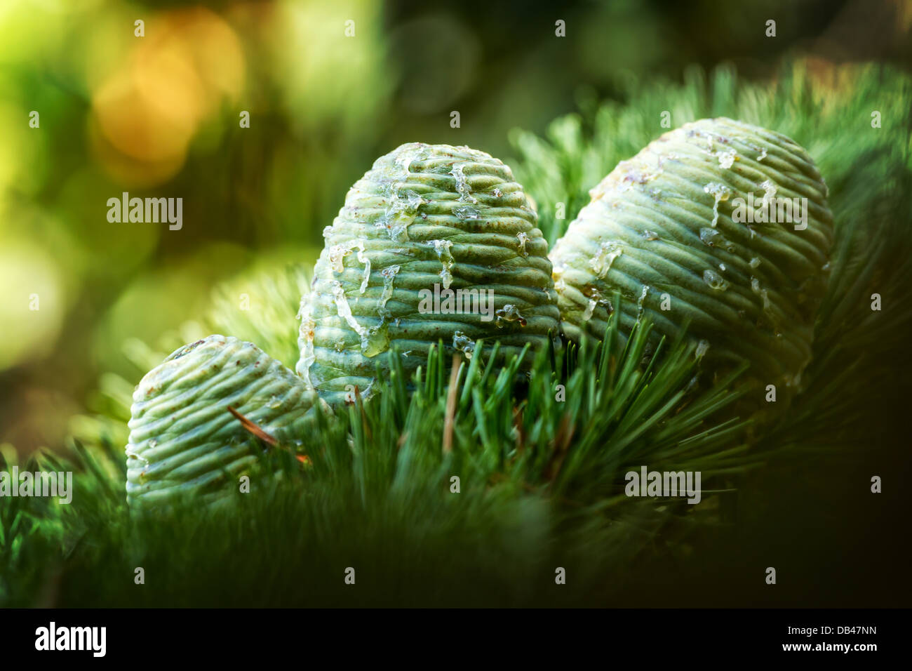 Young cones of Atlas Cedar (Atlas Cedar Stock Photo - Alamy