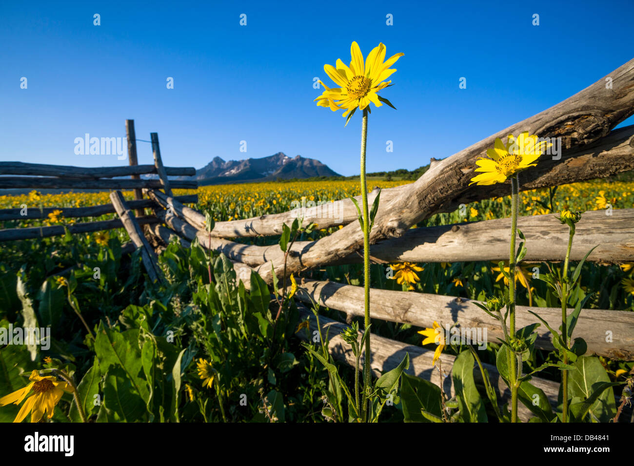 Field of sunflowers on Hastings Mesa, southwest Colorado. Stock Photo