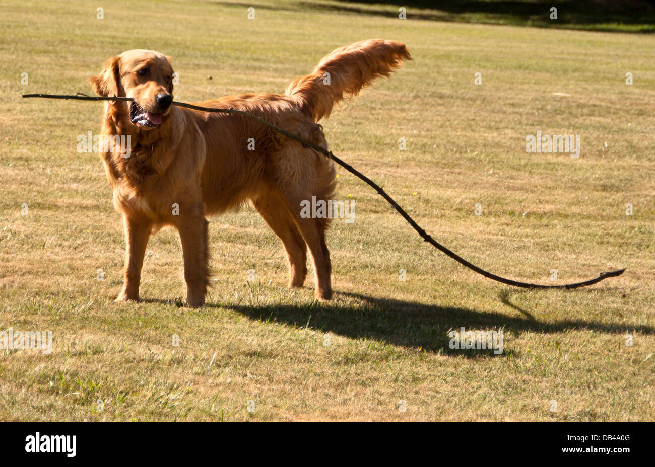 Inquisitive dog - Golden Retriever. Stock Photo