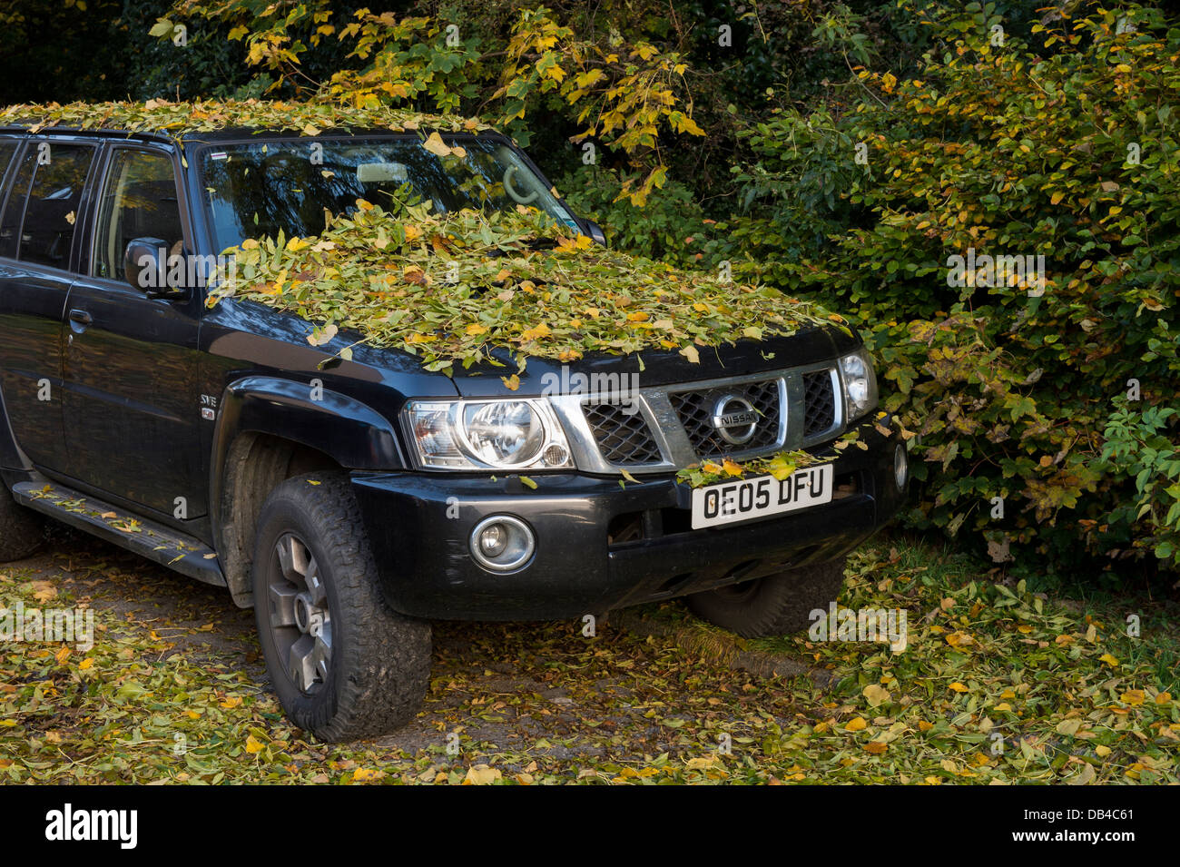 Autumn time and the bonnet & roof of a Nissan Navara parked by trees, are blanketed in a pile of fallen leaves - Baildon, West Yorkshire, England, UK. Stock Photo