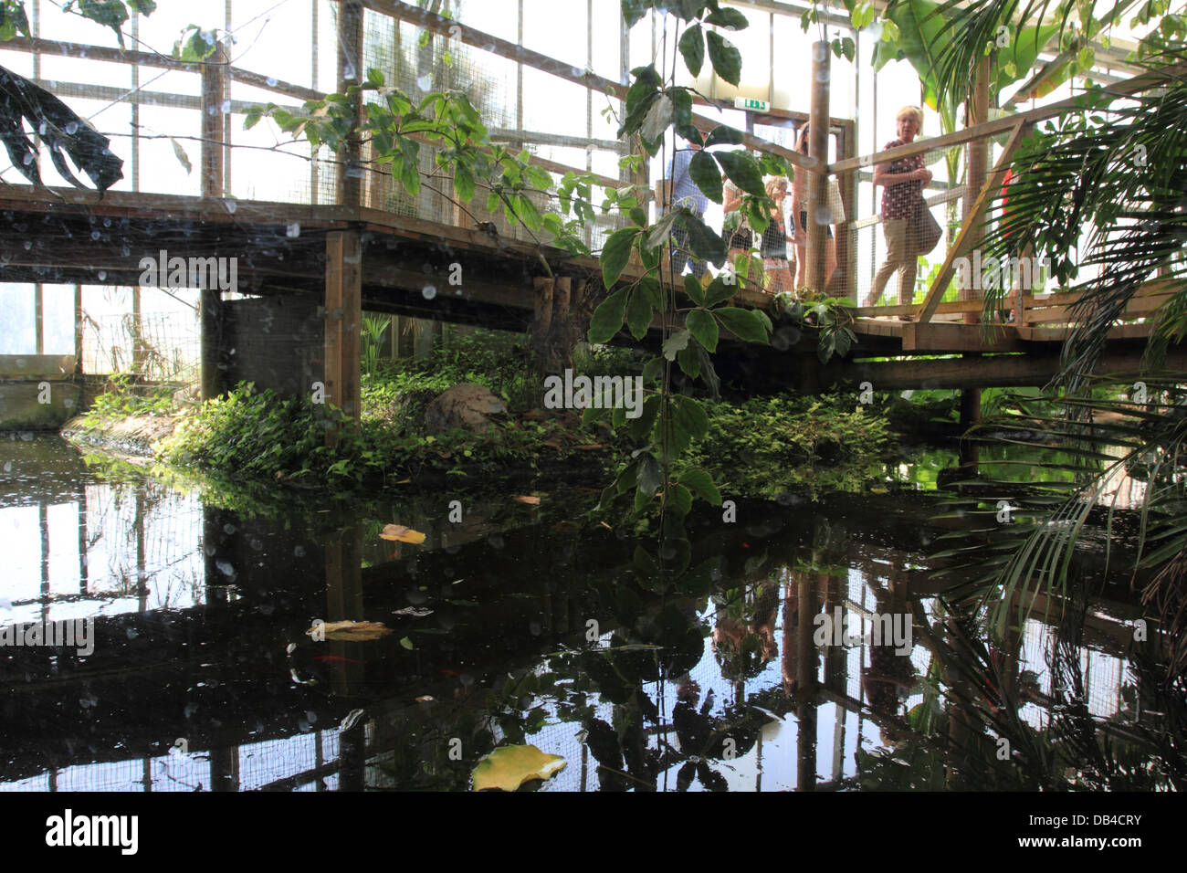Swamp house,large Crocodile, Thrigby hall wildlife garden, filby