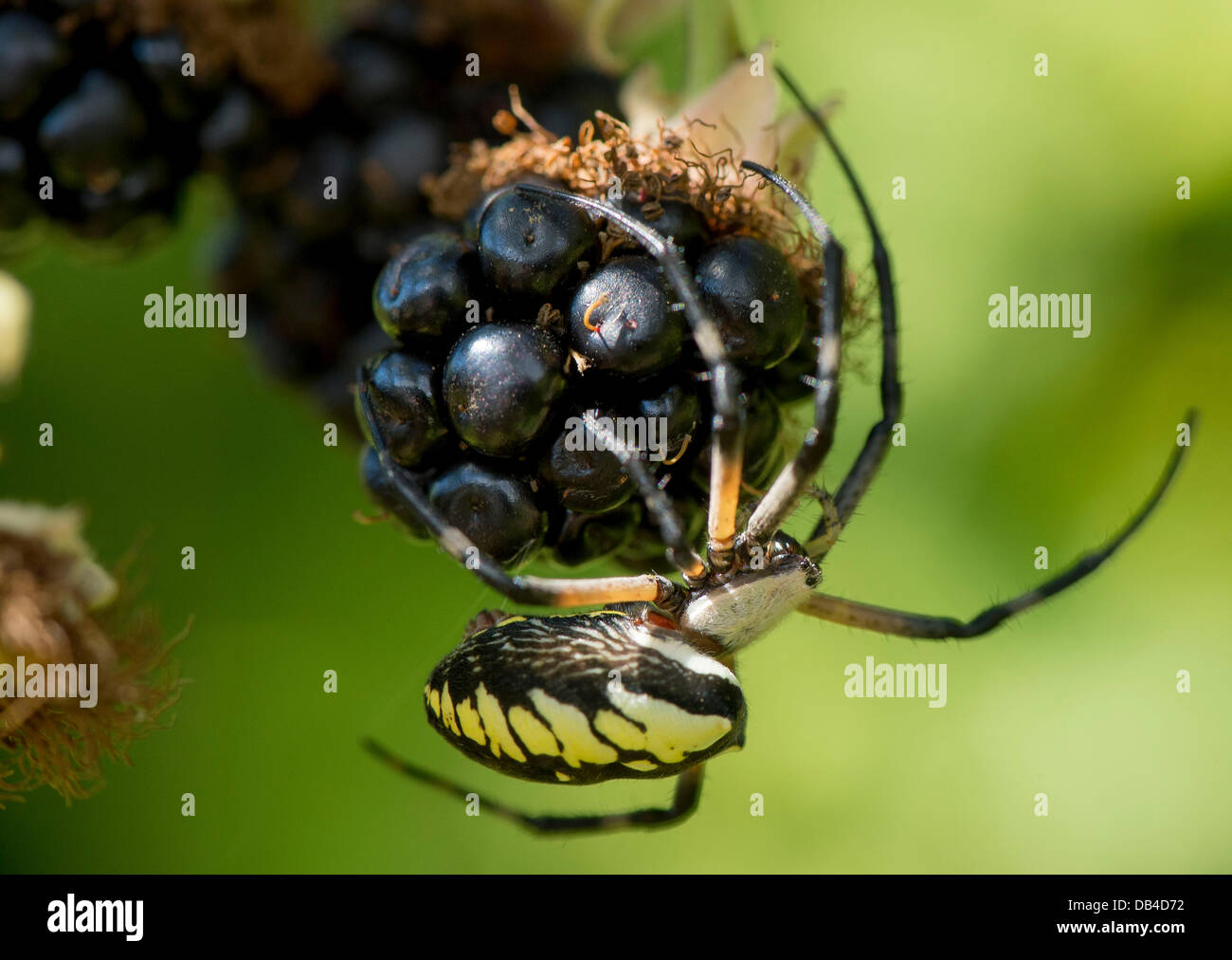 July 23, 2013 - Elkton, Oregon, U.S - A black and yellow garden spider (Argiope aurantia) clings to a ripe blackberry in a thicket along a country road in rural Douglas County, Ore., near Elkton. Also known as the writing spider or corn spider, they are considered harmless to humans. (Credit Image: © Robin Loznak/ZUMAPRESS.com) Stock Photo