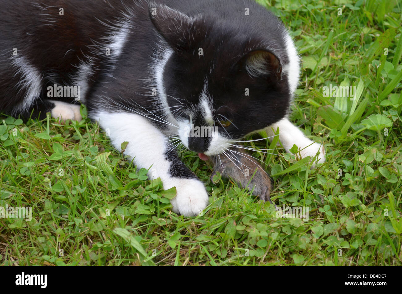 Close look on cat eating a mouse Stock Photo