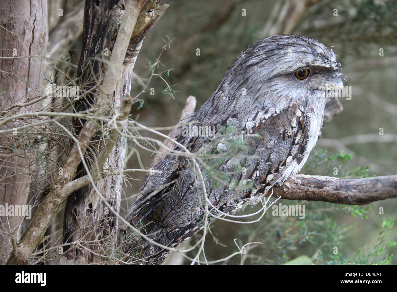 Tawny Frogmouth perched in a tree in Tasmania Stock Photo
