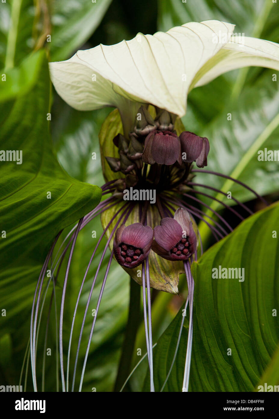 Bat flower (Tacca integrifolia) native to Southeast Asia Stock Photo