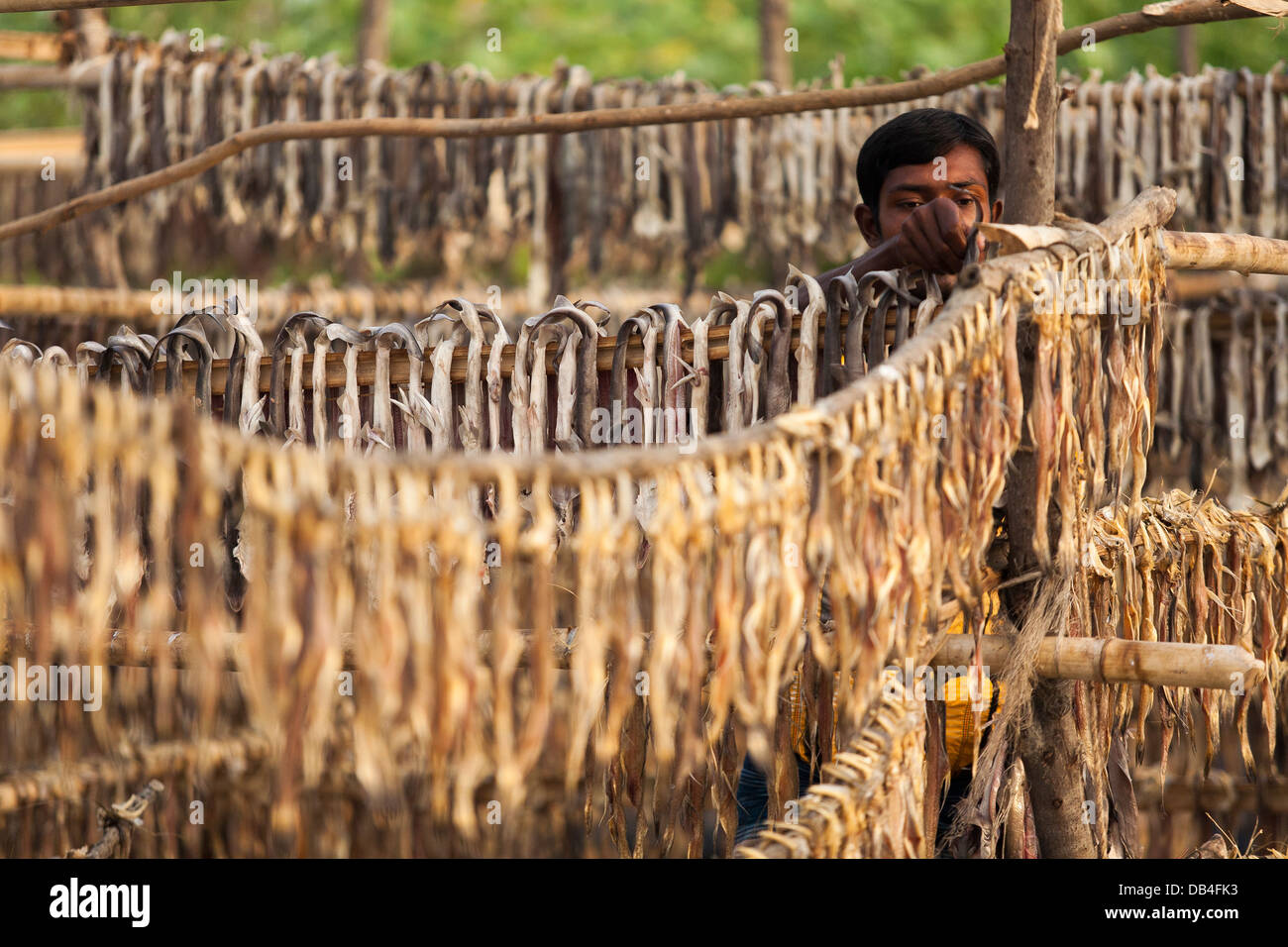 Fishermen dry and preserve fish on racks in the Bay of Bengal at Kuakata beach in the Patuakhali district of Bangladesh. Stock Photo