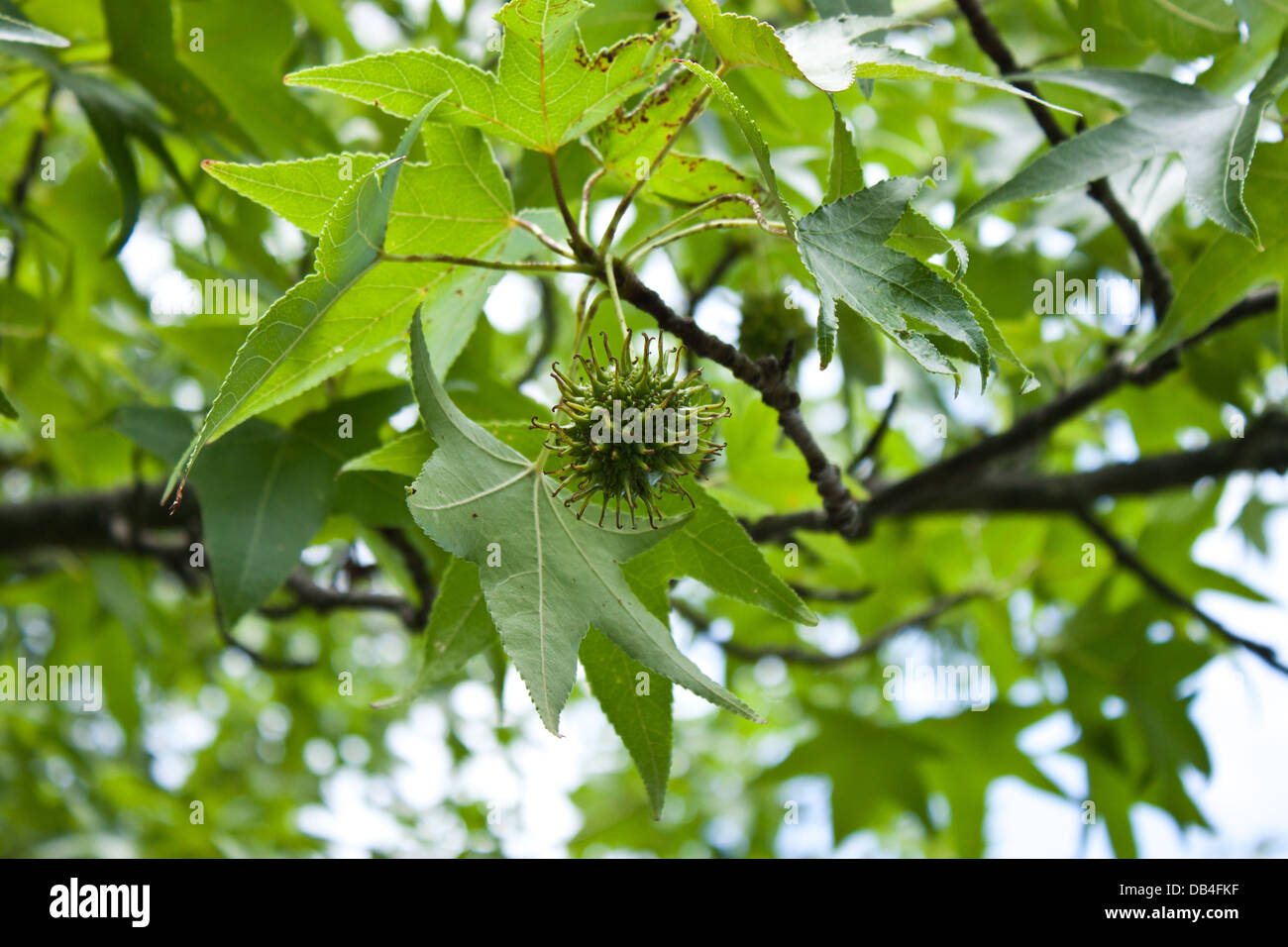 Sycamore Seed Pod High Resolution Stock Photography And Images Alamy Sycamore Seed Pod High Resolution Stock Photography And Images Alamy