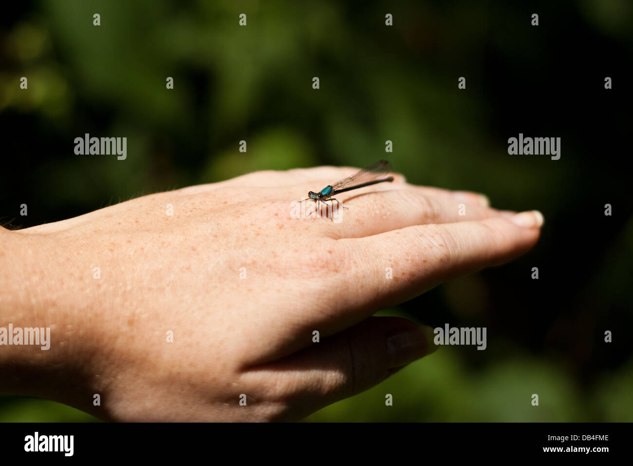 Damselfly resting on person's hand Stock Photo