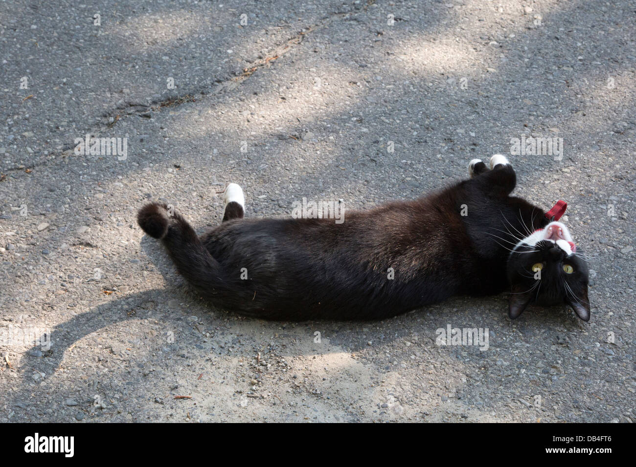 Black cat rolling on the ground Stock Photo Alamy