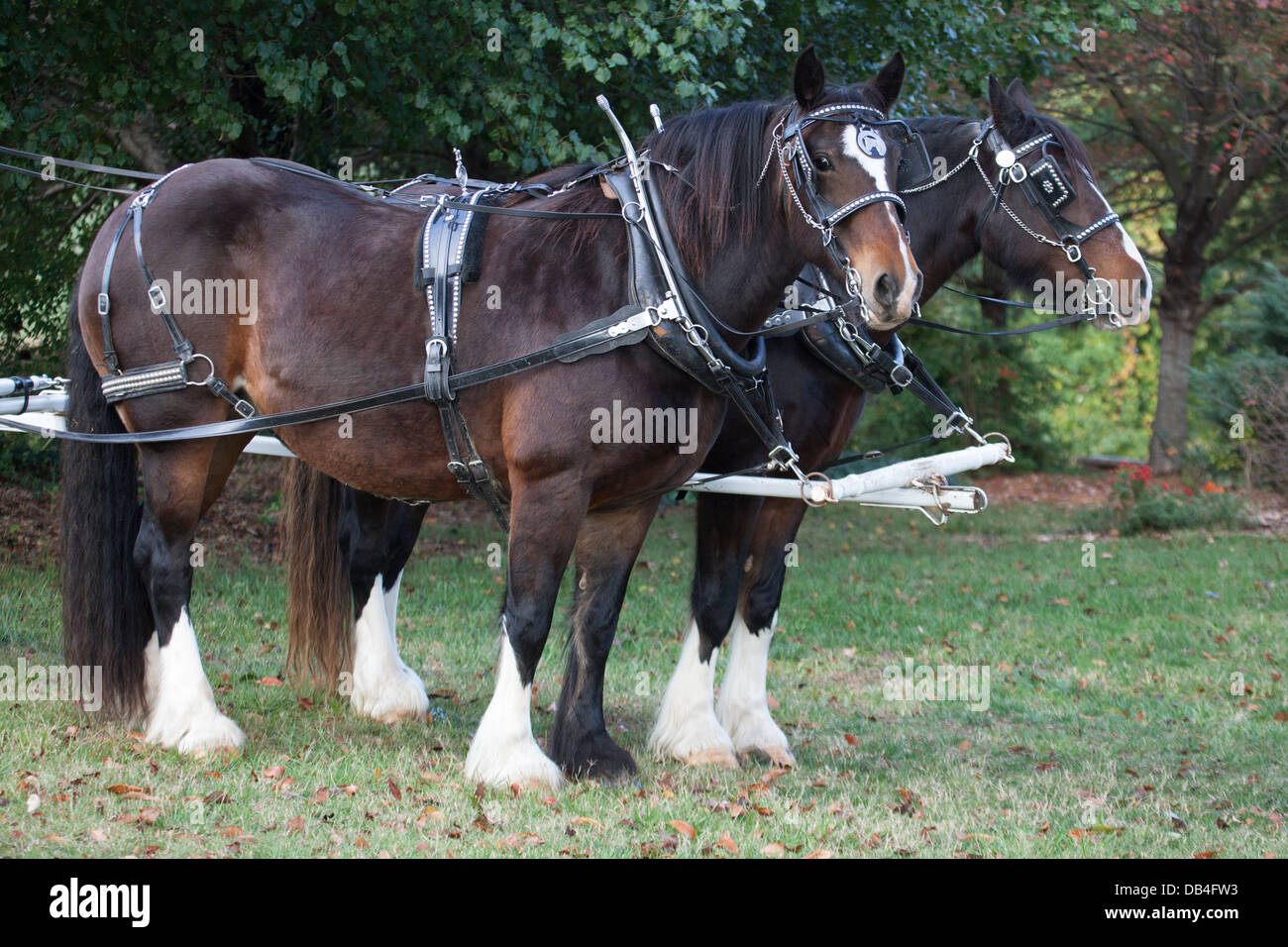 Draught horses (Clydesdale/Gelderlander) in harness Stock Photo Alamy