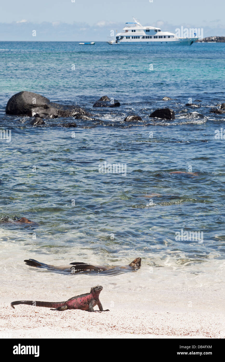 Marine Iguana (Amblyrhynchus cristatus venustissimus) male in the red coloration of breeding season and sea lion on the beach with Ecuadorian boat in Stock Photo