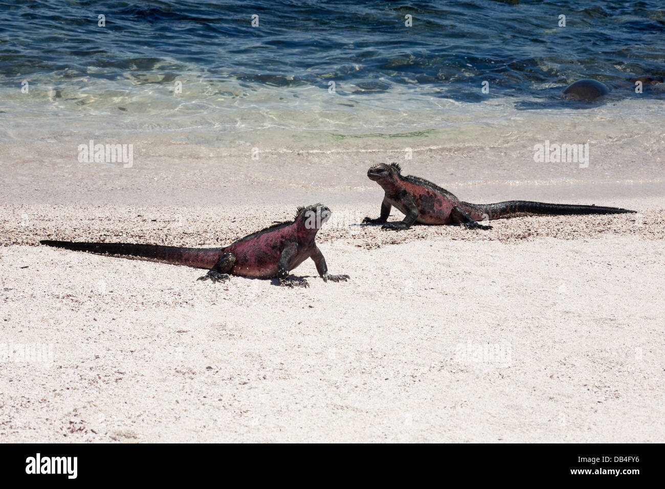 Marine Iguanas males in the red coloration of their breeding season on the shore of a Pacific beach in the Galapagos islands. Amblyrhynchus cristatus Stock Photo