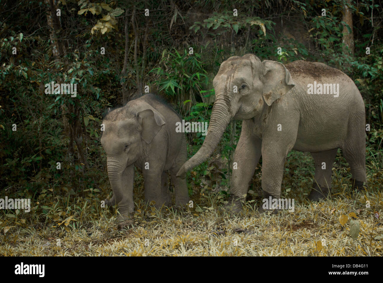 The endangered Asian or Asiatic elephant (Elephas maximus) is the only living species of the genus Elephas Stock Photo