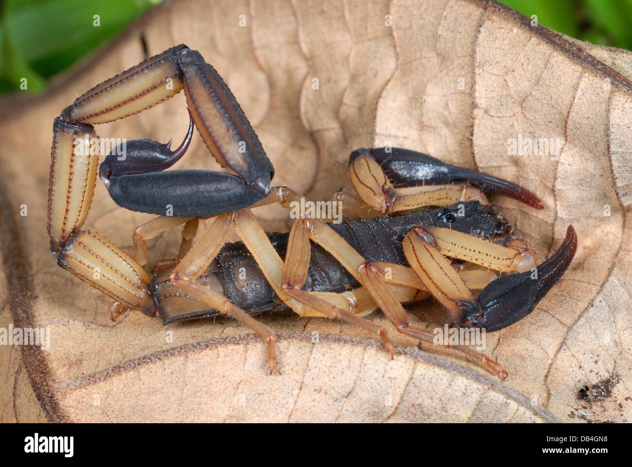 Bark Scorpion (Centruroides bicolour) in Costa Rica rainforest Stock Photo