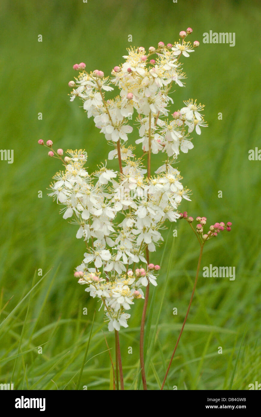 Dropwort Flower (Filipendula vulgaris) in Martin Down National Nature Reserve Stock Photo