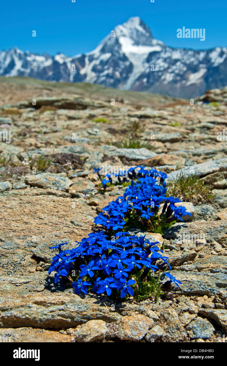 Spring Gentian (Gentiana verna), Loetschental, Valais, Switzerland Stock Photo