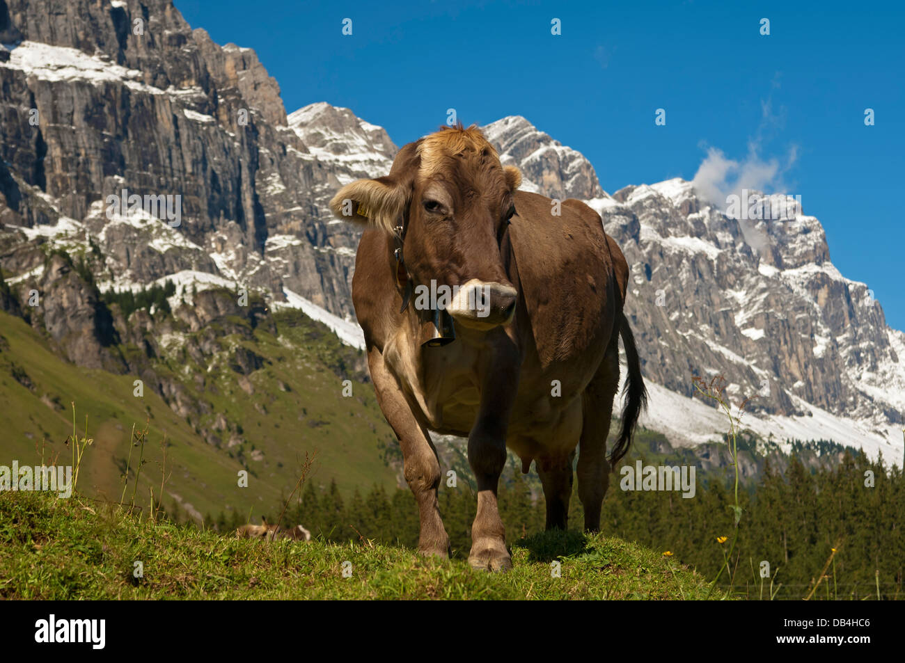 Cow grazing on an alpine pasture at the foot of the Glarus Alps, Urnerboden pasture, canton of Uri, Switzerland Stock Photo