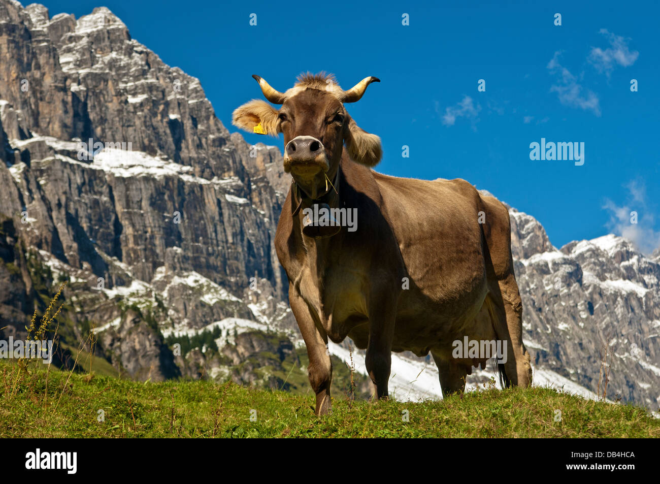 Cow grazing on an alpine pasture at the foot of the Glarus Alps, Urnerboden pasture, canton of Uri, Switzerland Stock Photo