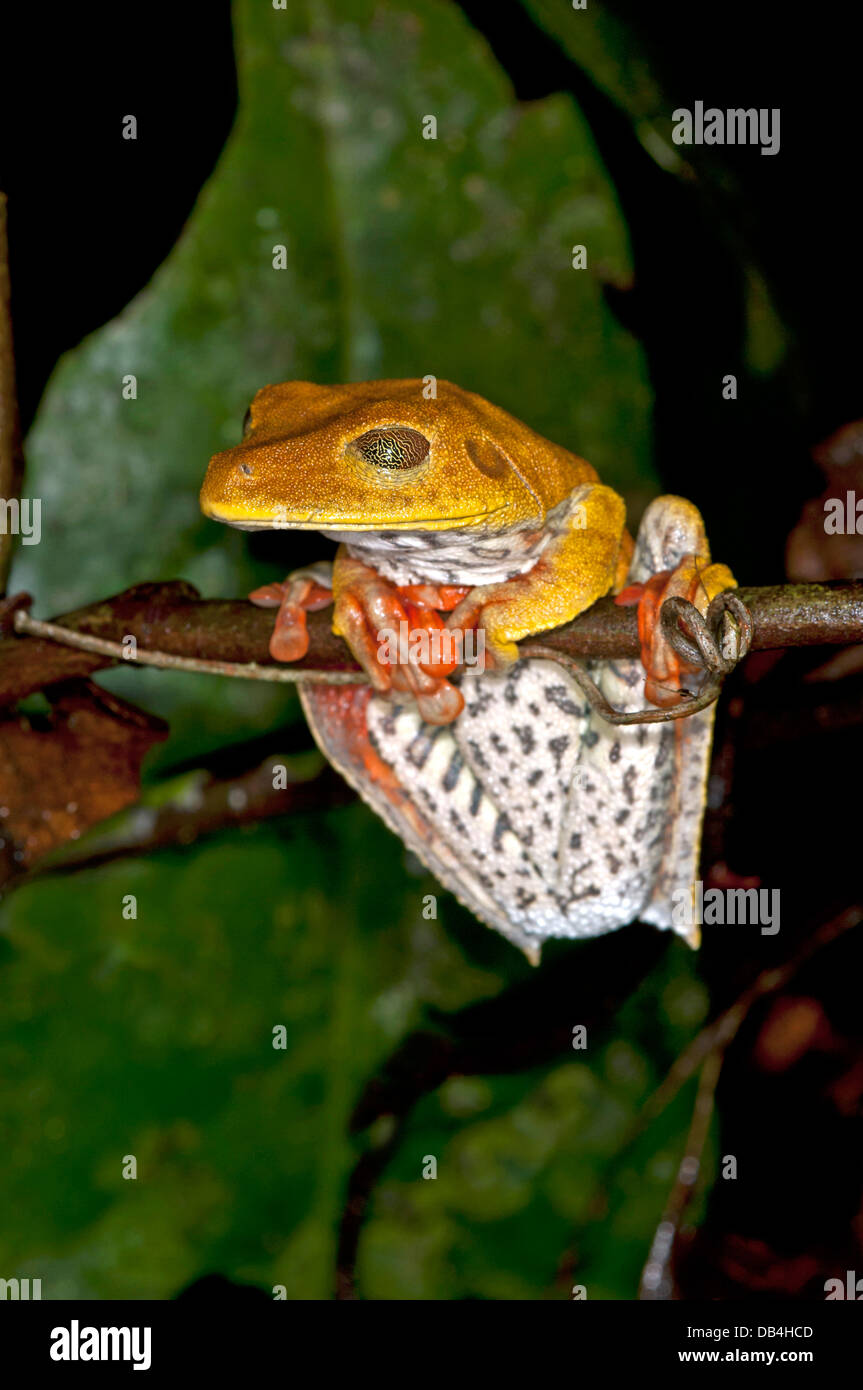 Map tree frog (Hypsiboas geographicus) in habitat Stock Photo
