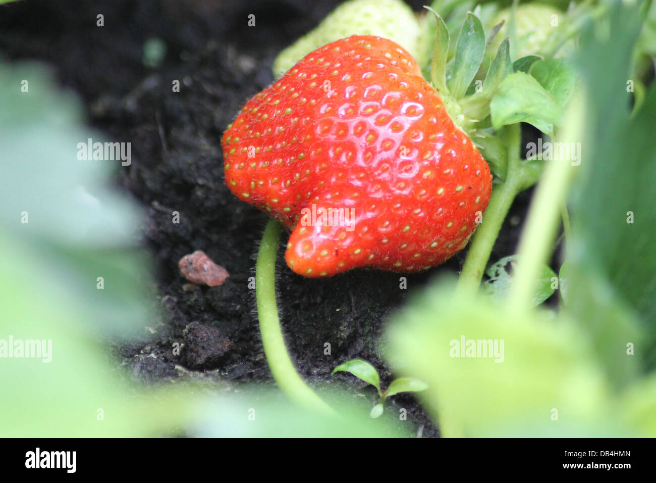 Eat strawberry hi-res stock photography and images - Alamy