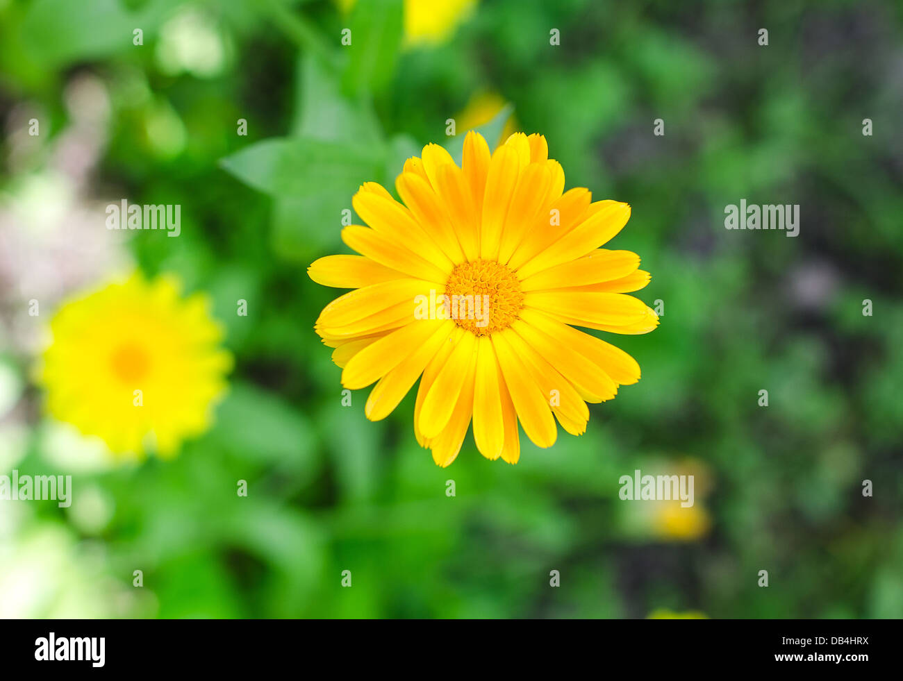 Top view of a bright orange marigold flower Stock Photo