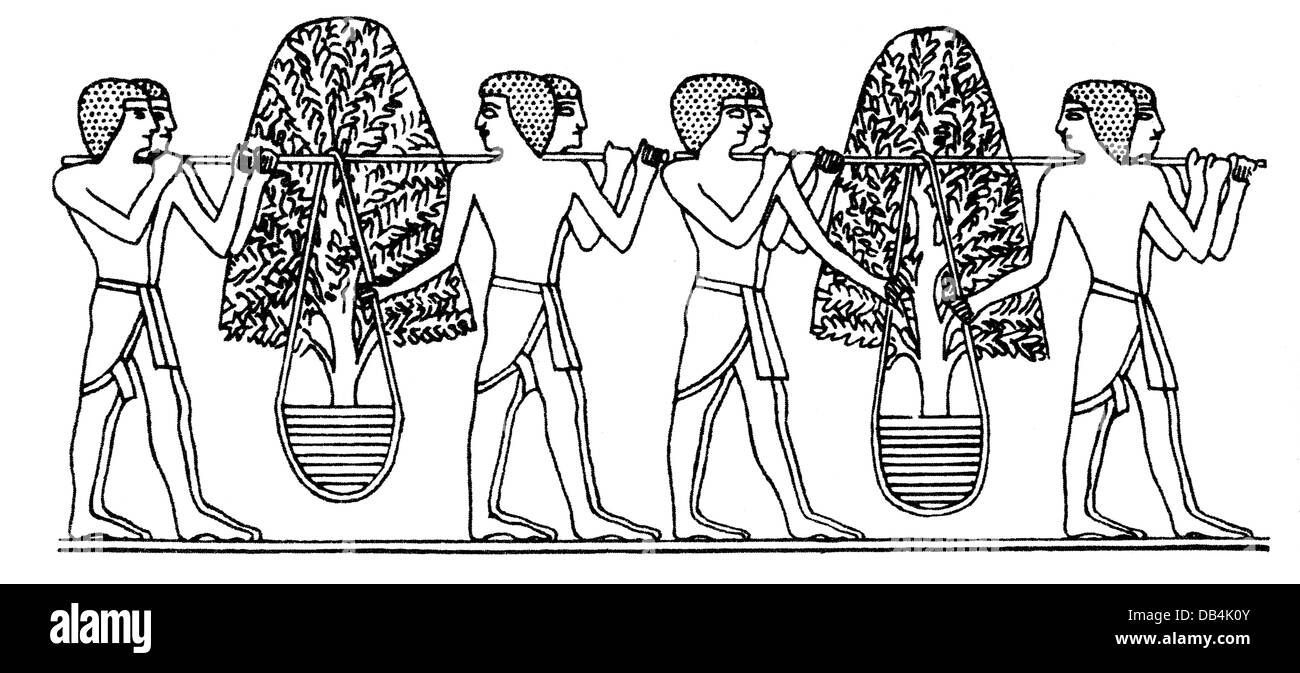trade, incense, porters with incese tree from punt, after relief from the funerary temple of the Queen Hatchesput (1504 - 1483 BC), Deir el-Bahari, Egypt, wood engraving, 19th century, botany, ancient world, ancient times, incense tree, Africa, Bahari, people, bearers, slaves, 18th Dynasty, historic, historical, clipping, clippings, cut-out, cut-outs, ancient world, Additional-Rights-Clearences-Not Available Stock Photo