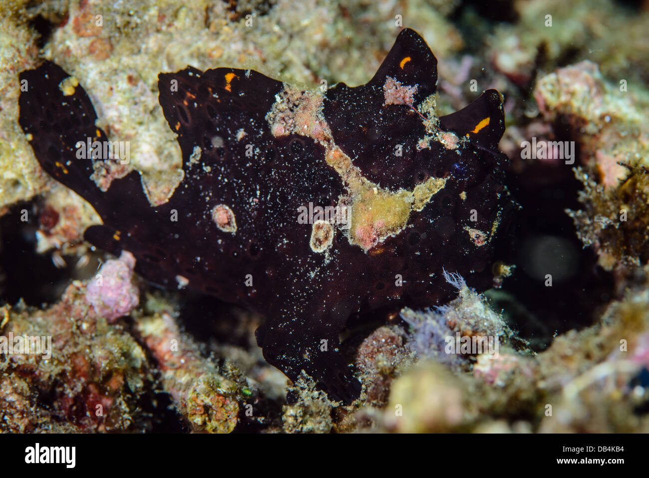 Black frogfish Stock Photo