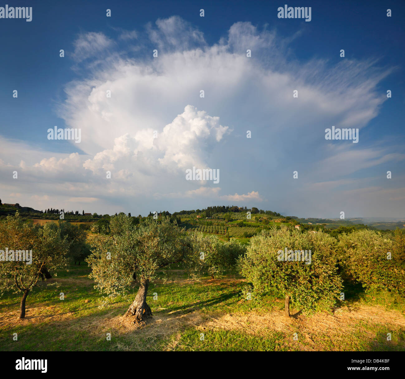 Tuscany, (near San Gimignano), Italy. Olive trees and stormy cloud. Stock Photo