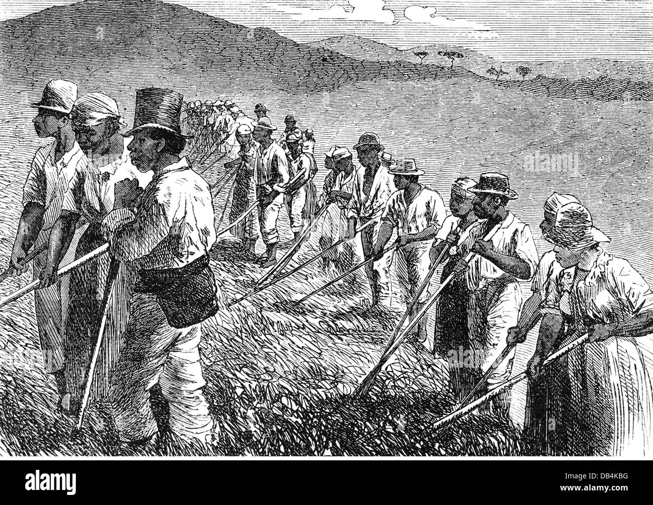 slavery, slaves at work on a field in Brazil, wood engraving, 2nd half 19th century, coloured, colored, slave, suppression, suppressions, agriculture, farming, field work, fieldwork, people, workers, worker, men, man, women, America, South America, historic, historical, Additional-Rights-Clearences-Not Available Stock Photo