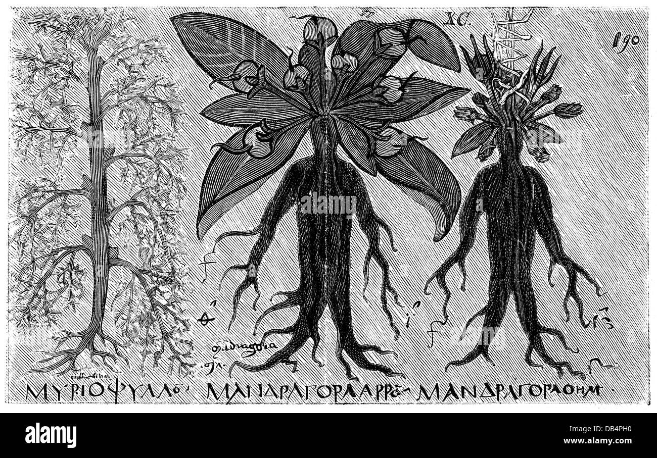 botany, mandrake (mandragora), root and leaves, Diuscurides Codex Neapolitanus, early 7th century, Pedanios Dioscorides, medicin Stock Photo