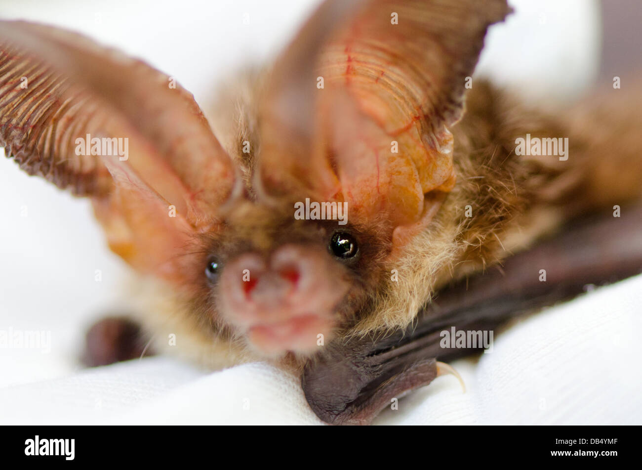 Brown long-eared bat in rehabilitation care Stock Photo