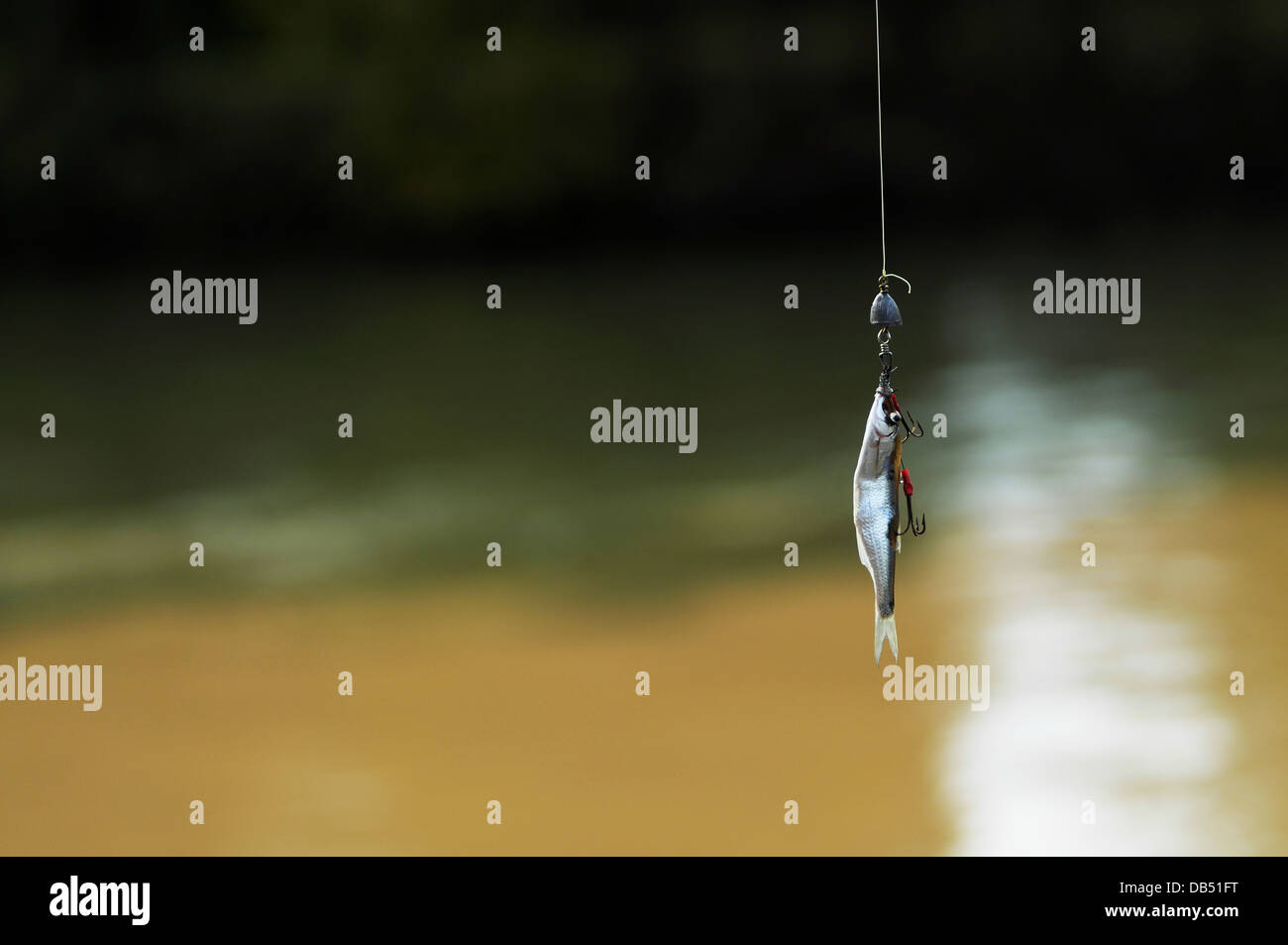 Fishing - A fish hanging of a hook and wire Stock Photo