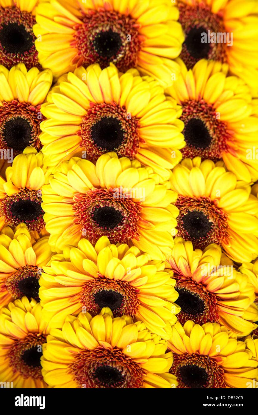 Sunflowers grouped together to form a seamless background Stock Photo