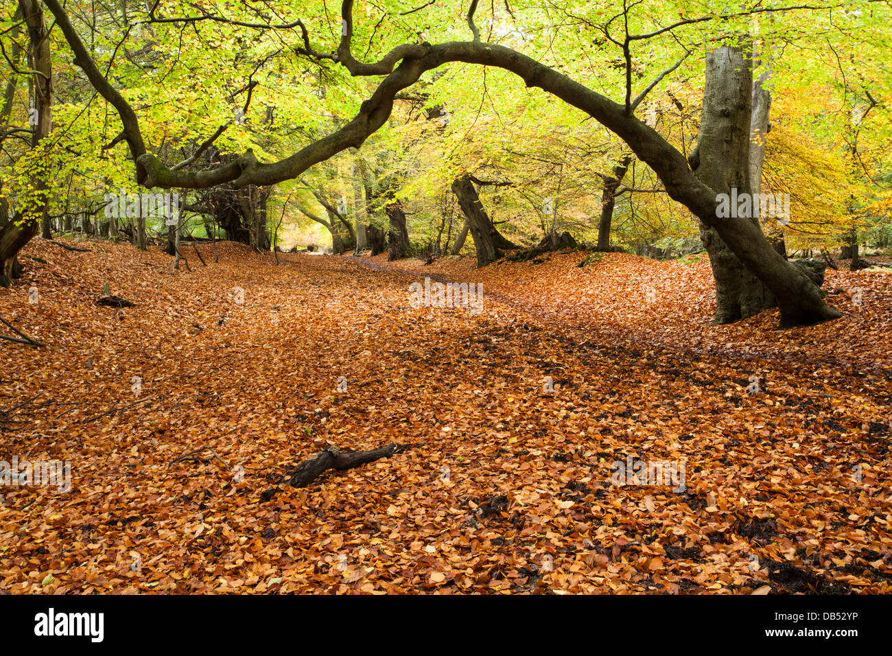 Avenue of ancient beech trees within Thunderdell wood in full autumnal colours, Ashridge Estate, Hertfordshire, England Stock Photo