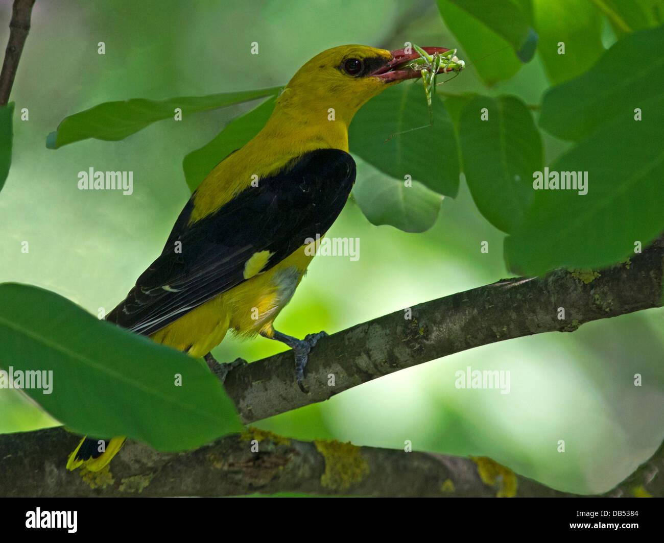 Male golden oriole perched with grasshopper Stock Photo