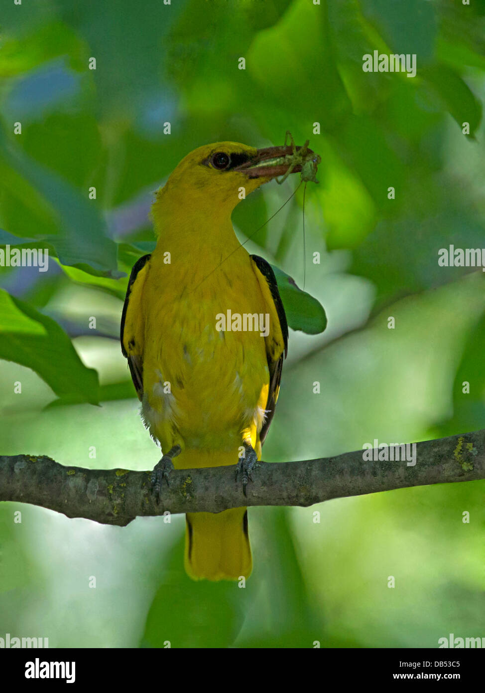 Male golden oriole perched with grasshopper Stock Photo