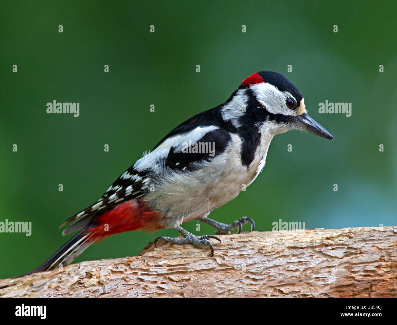 Male great spotted woodpecker perched Stock Photo