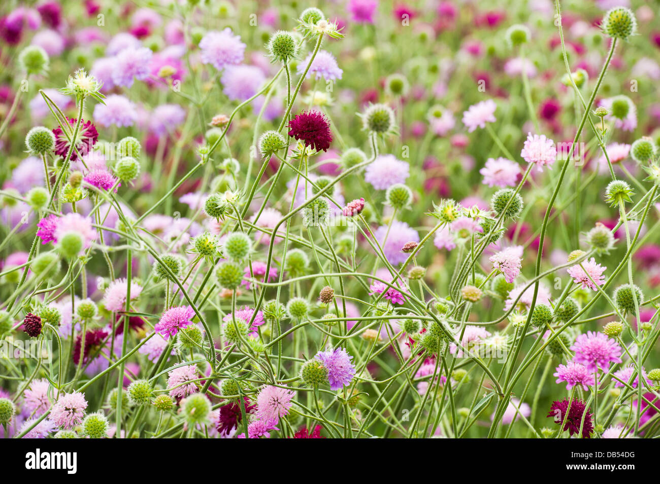 mass of knautia pink and deep red flower, seed heads and buds. Stock Photo