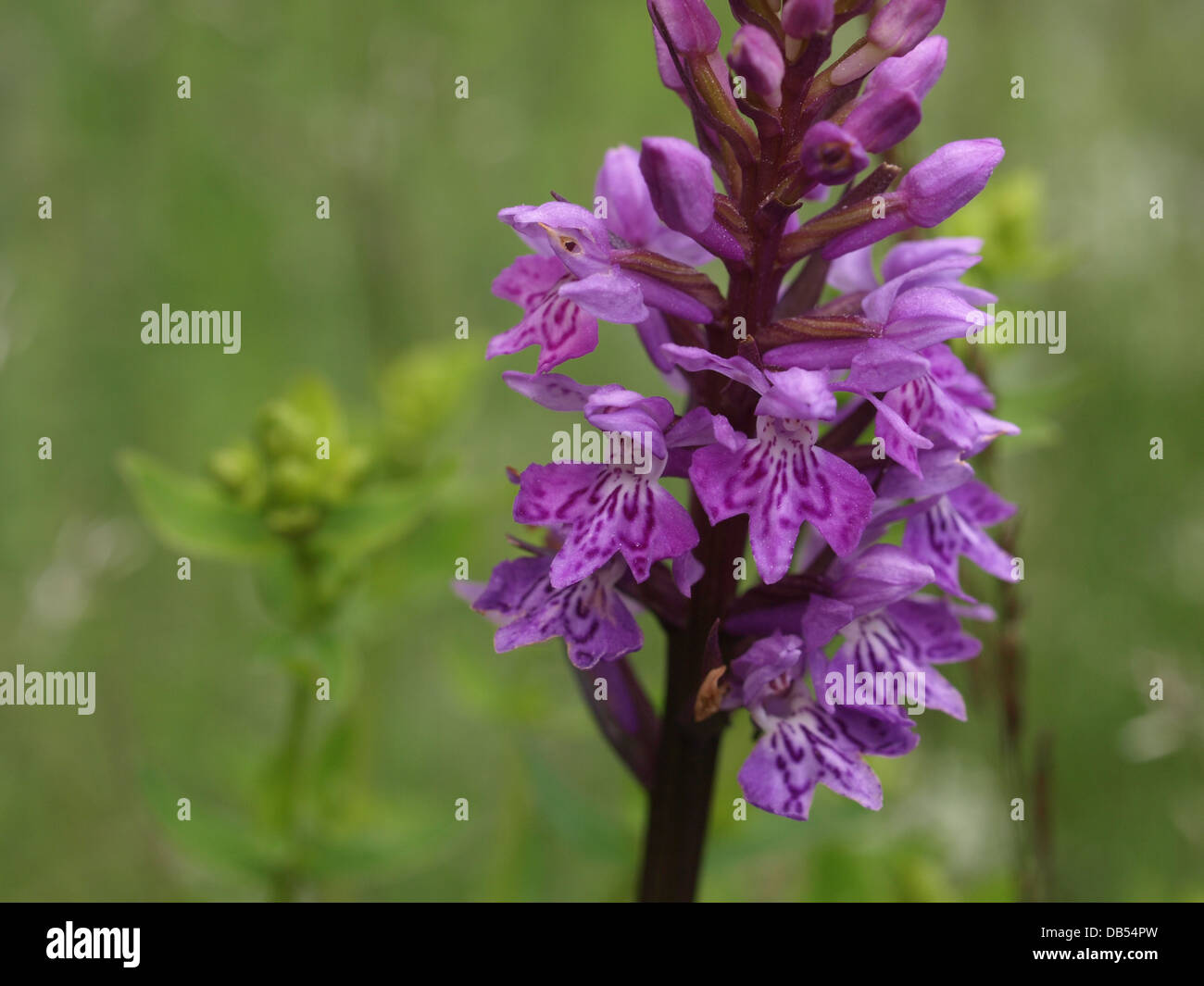 Common spotted orchid / Dactylorhiza fuchsii / Fuchs´ Knabenkraut Stock Photo
