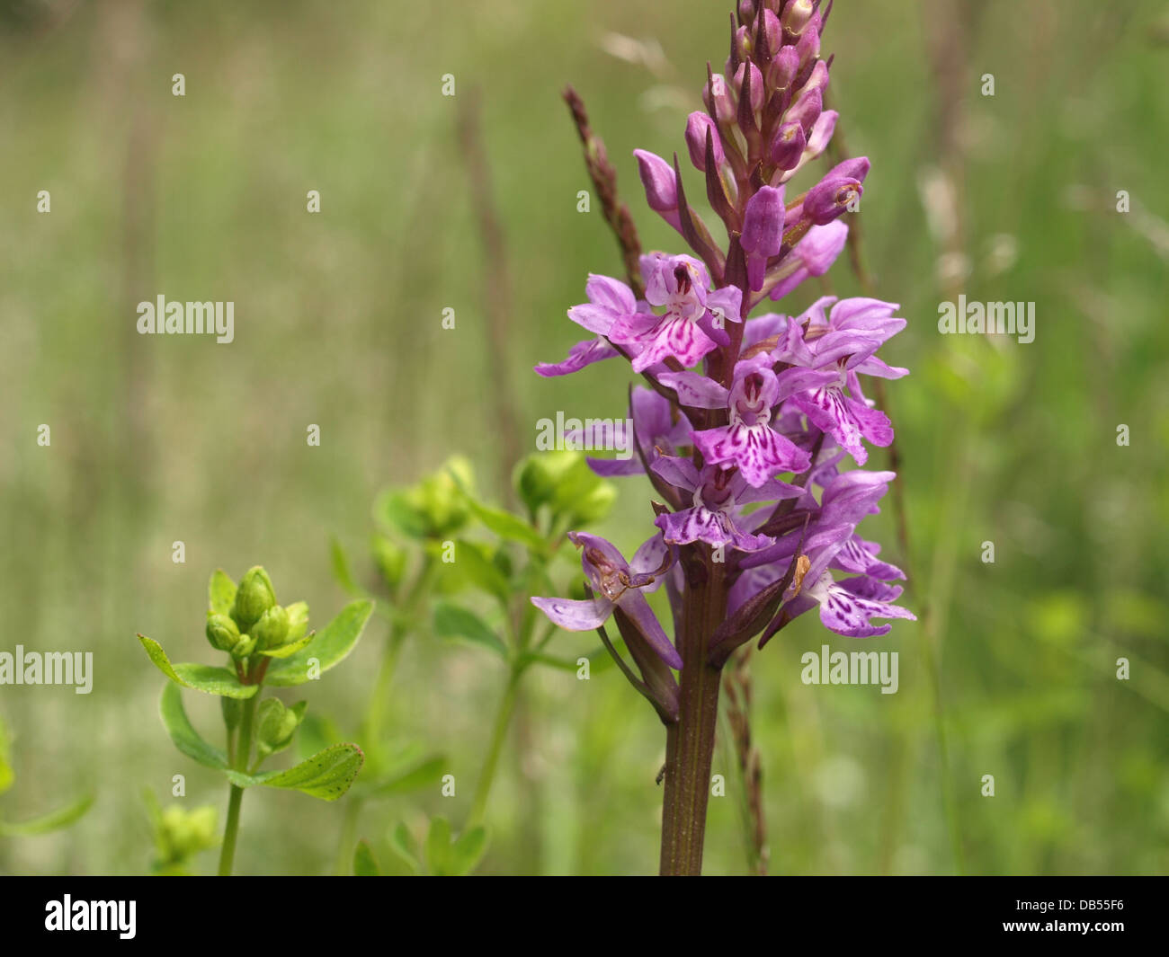 Common spotted orchid / Dactylorhiza fuchsii / Fuchs´ Knabenkraut Stock Photo