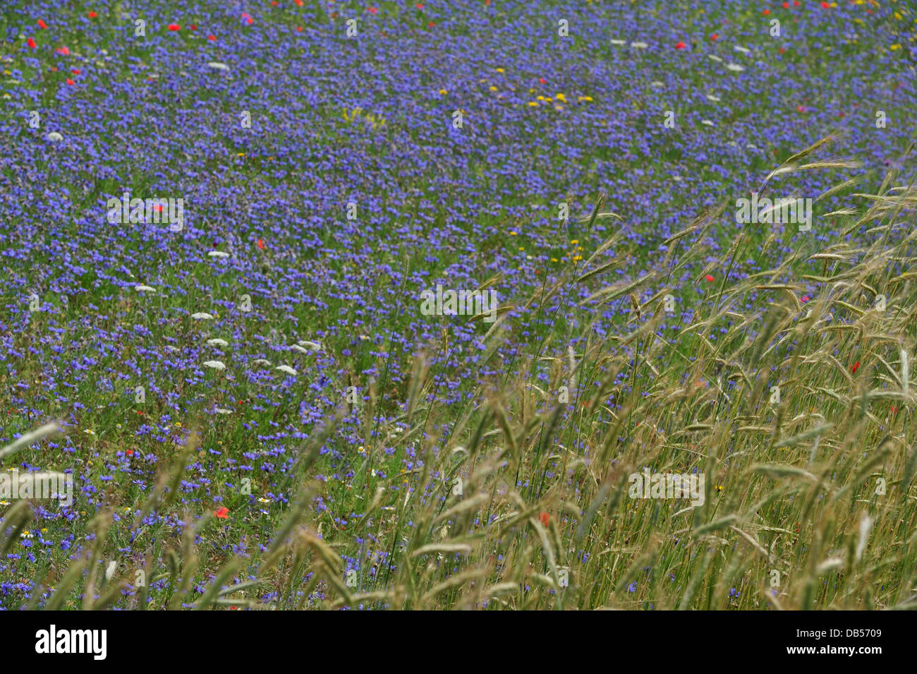 Wild Flowers Bloom in Castelluccio di Norcia, Umbria, Italy, Europe Stock Photo