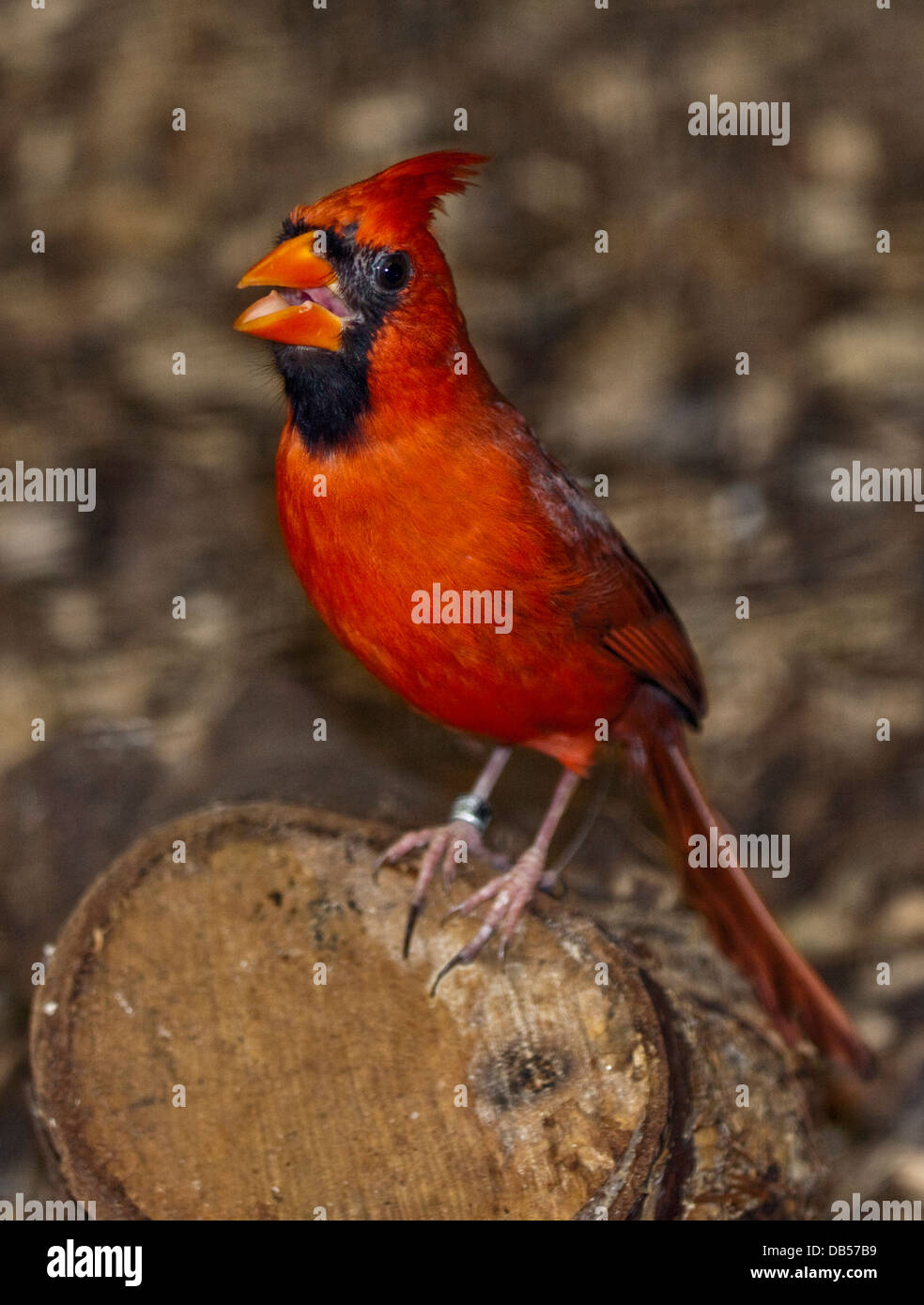 Northern Cardinal male (cardinalis cardinalis) Stock Photo